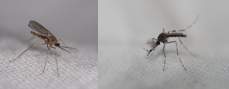 Culicidae - Mosquitoes (family): 2 species