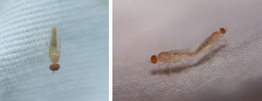 Scenopinidae - Window Flies (family): 1 species