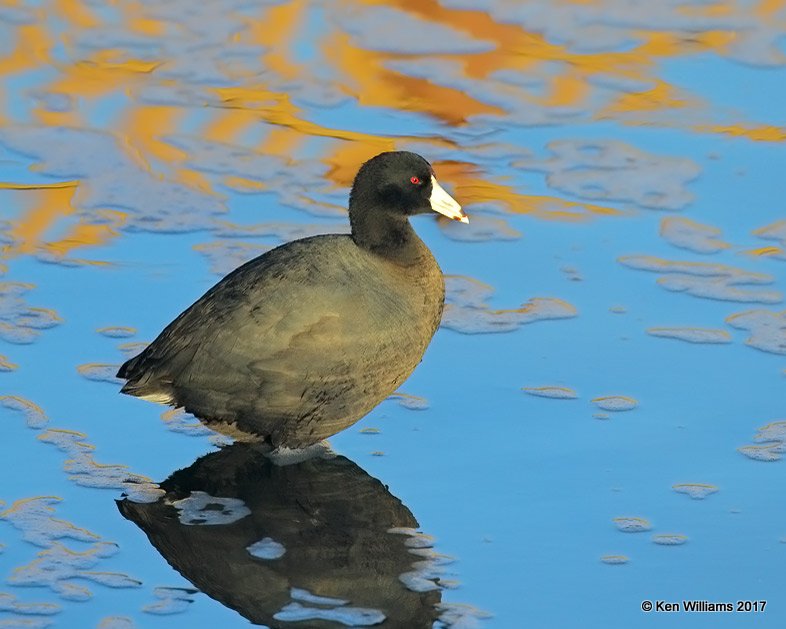 American Coot, S. Padre Island, TX, 2-21-17, Rtp_31745.jpg