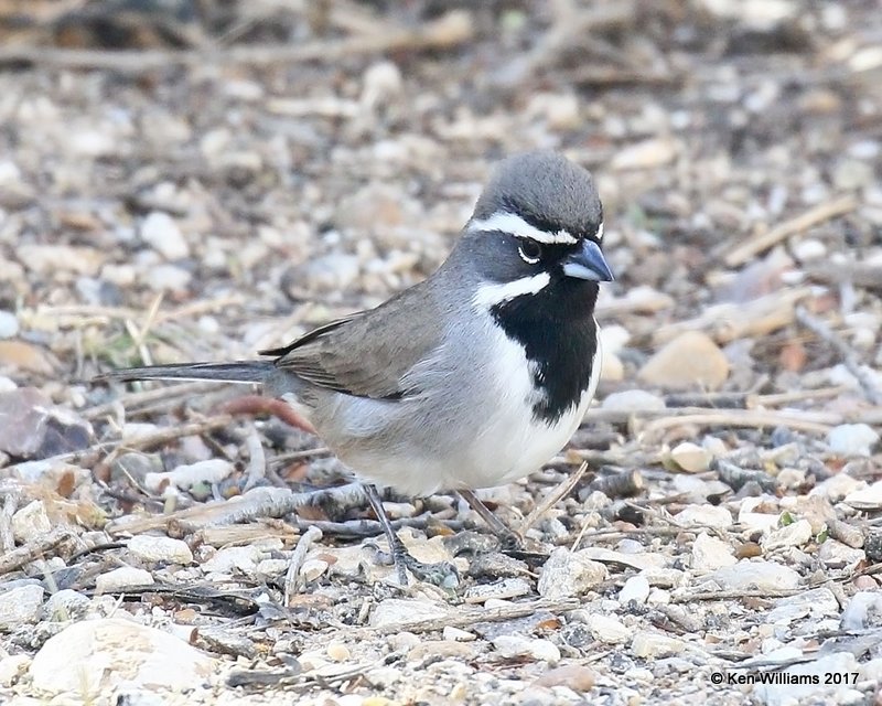 Black-throated Sparrow, Falcon State Park, TX, 02_15_2017, Rp_29448.jpg