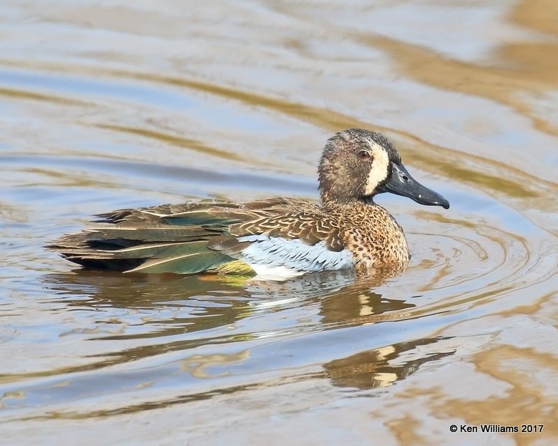 Blue-winged Teal male, Port Aransas, TX, 02_11_2017, Rp_24302.jpg