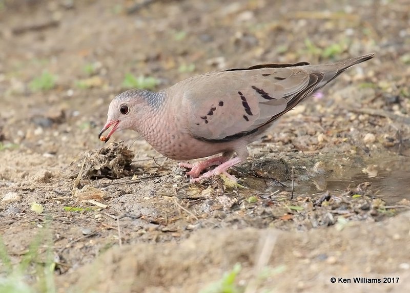 Common Ground-Dove, Falcon State Park, TX, 02_16_2017, Rp_29763.jpg