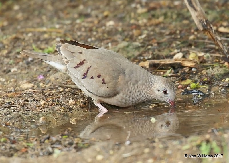 Common Ground-Dove, Falcon State Park, TX, 02_16_2017, Rp_29770.jpg