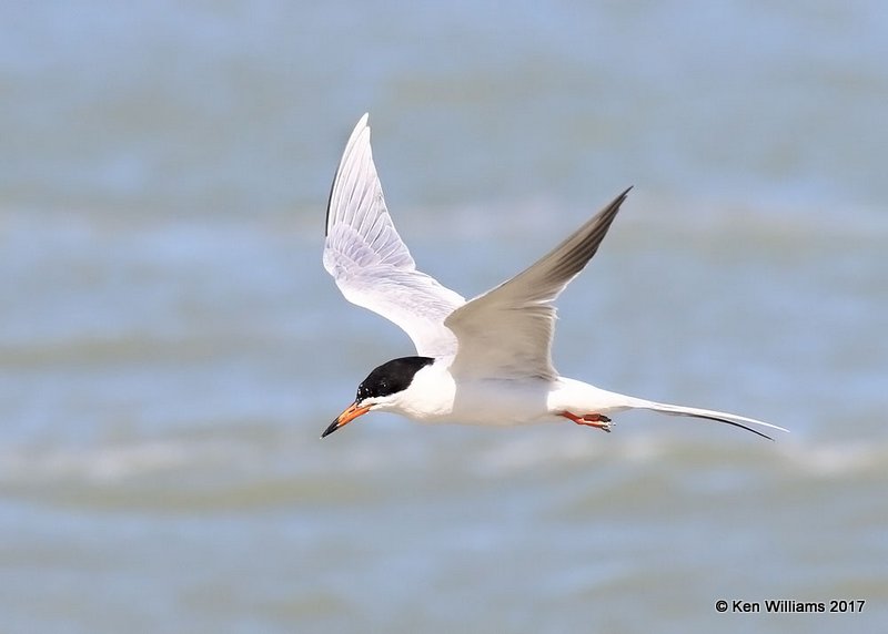 Forster's Tern breeding, HY 48-ramp, TX, 2-21-17, Rp_32760.jpg