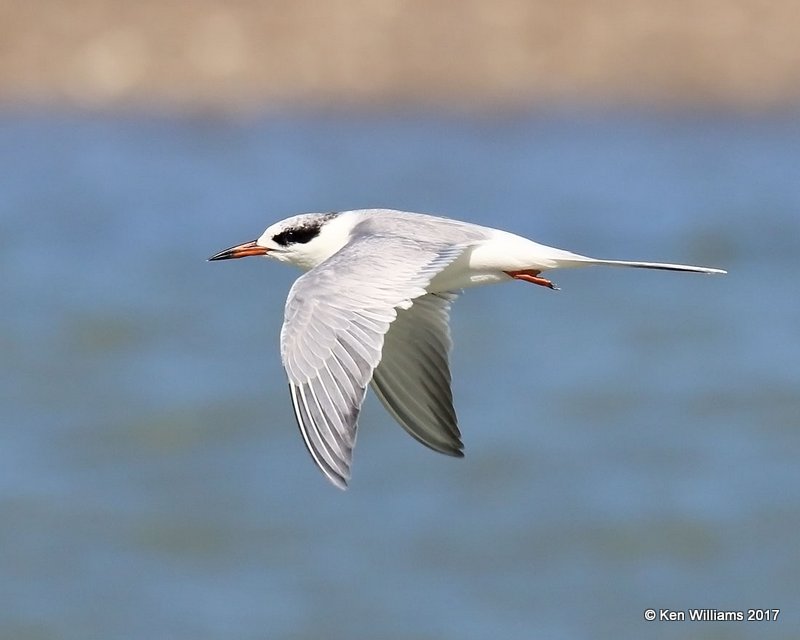 Forster's Tern molting into breeding plumage, HY 48-ramp, TX, 2-21-17, Rp_32600.jpg