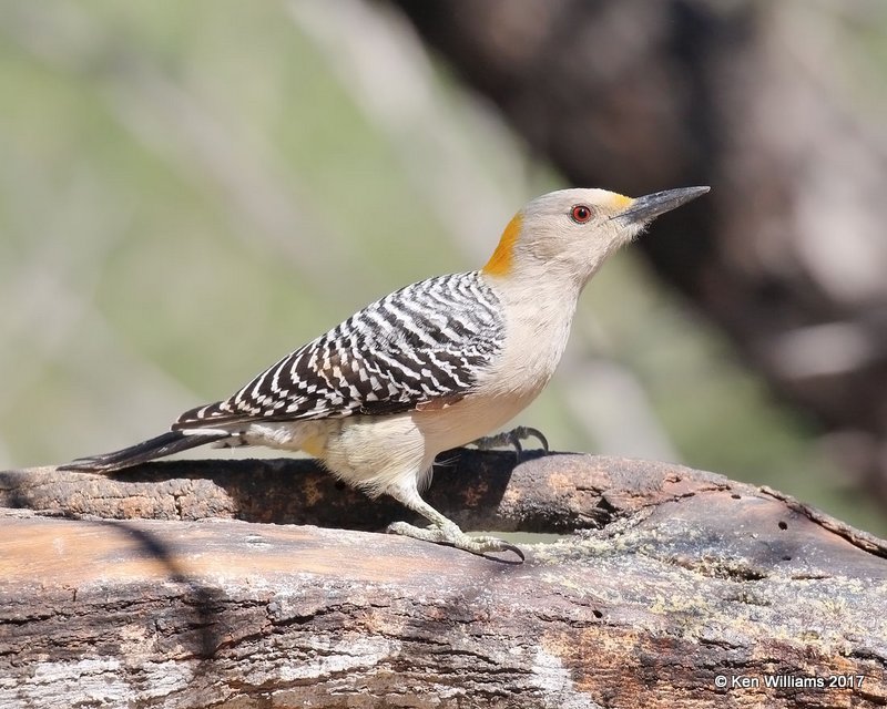 Golden-fronted Woodpecker female, Salineno, TX, 02_15_2017, Rp_28841.jpg