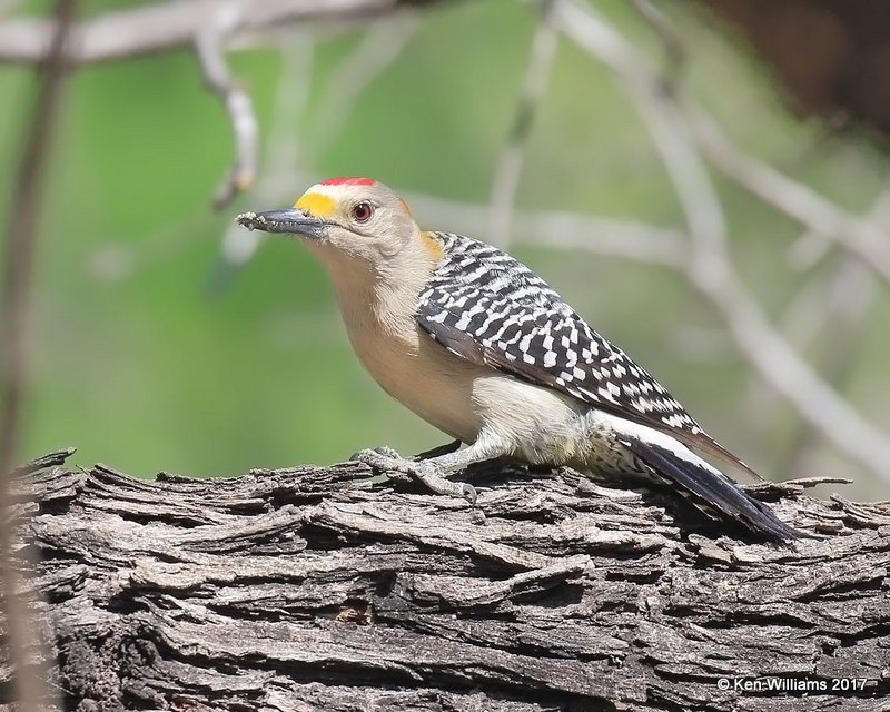 Golden-fronted Woodpecker male, Salineno, TX, 02_15_2017, Rp_29086.jpg