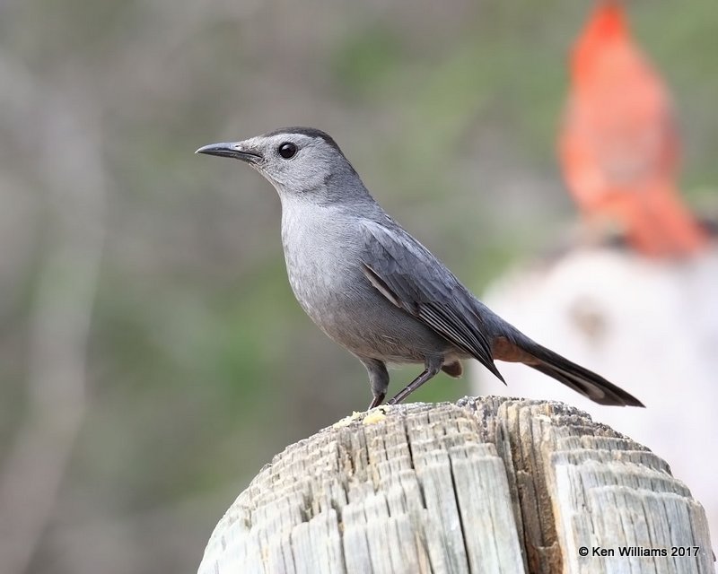 Gray Catbird, Falcon State Park, TX, 02_16_2017, Rp_29712.jpg