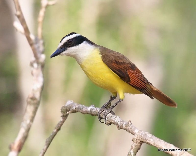 Great Kiskadee, Benson SP, TX,- 2_13_2017, Rp_26957.jpg