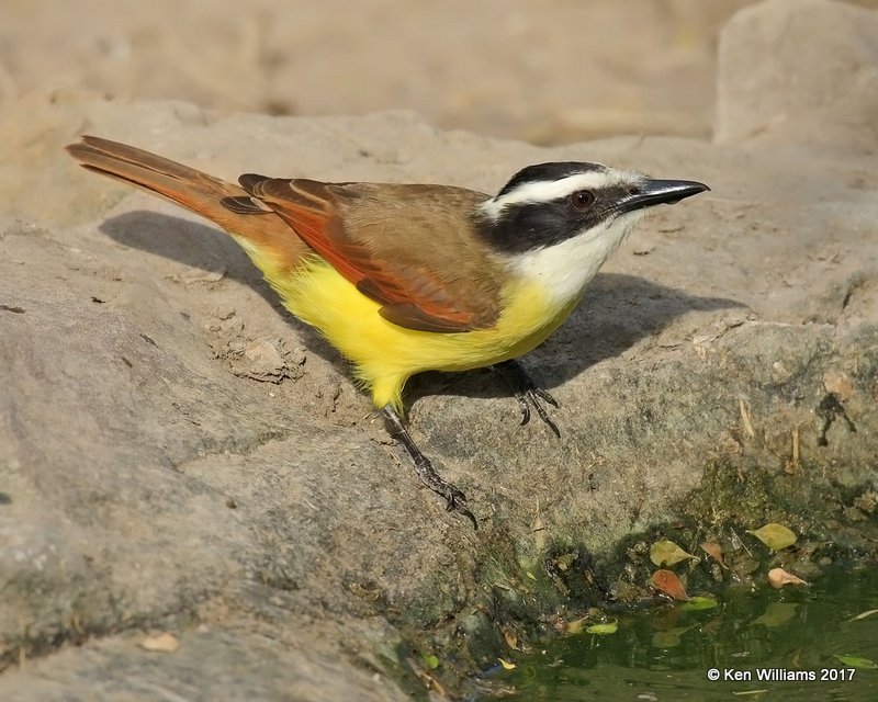 Great Kiskadee, Benson SP, TX,- 2_13_2017, Rp_26961.jpg