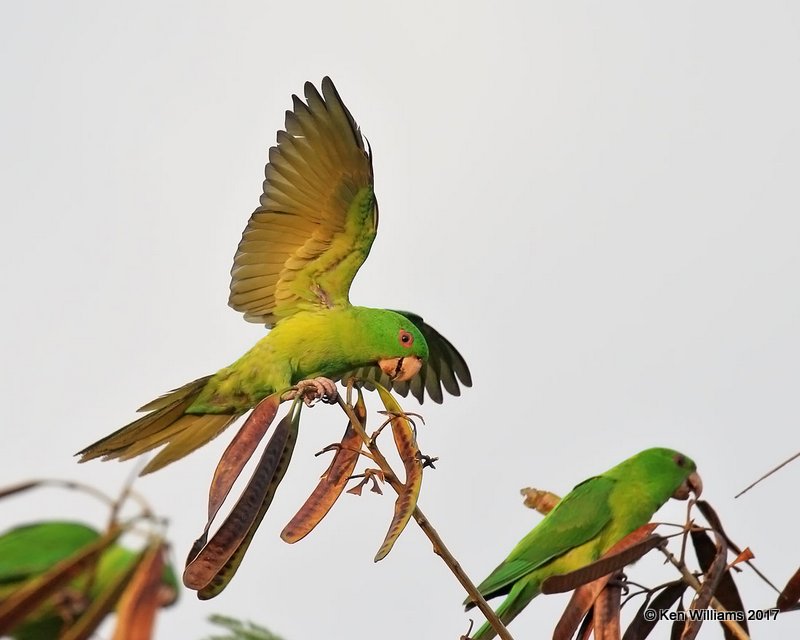 Green Parakeet, McAllen, TX, 02_13_2017, Rp_27832.jpg