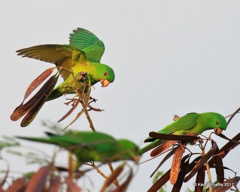 Green Parakeet, McAllen, TX, 02_13_2017, Rp_27837.jpg