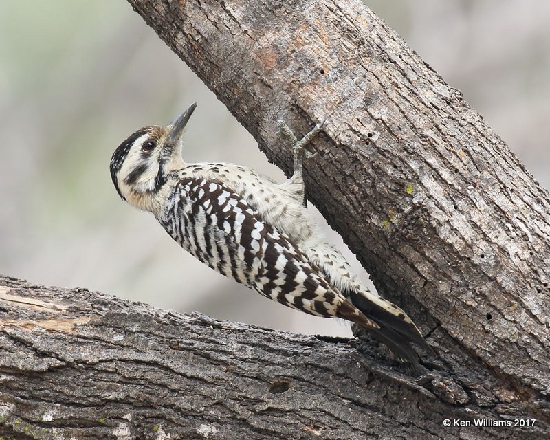 Ladder-backed Woodpecker female, Salineno, TX, 02_16_2017, Rp_29600.jpg