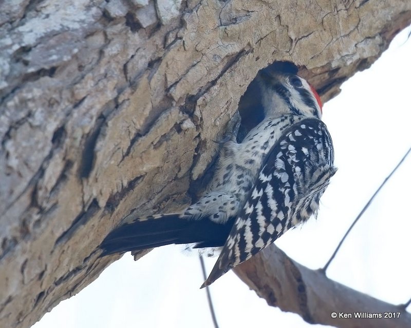 Ladder-backed Woodpecker male, Port Aransas, TX, 02_11_2017, Rp_24263.jpg