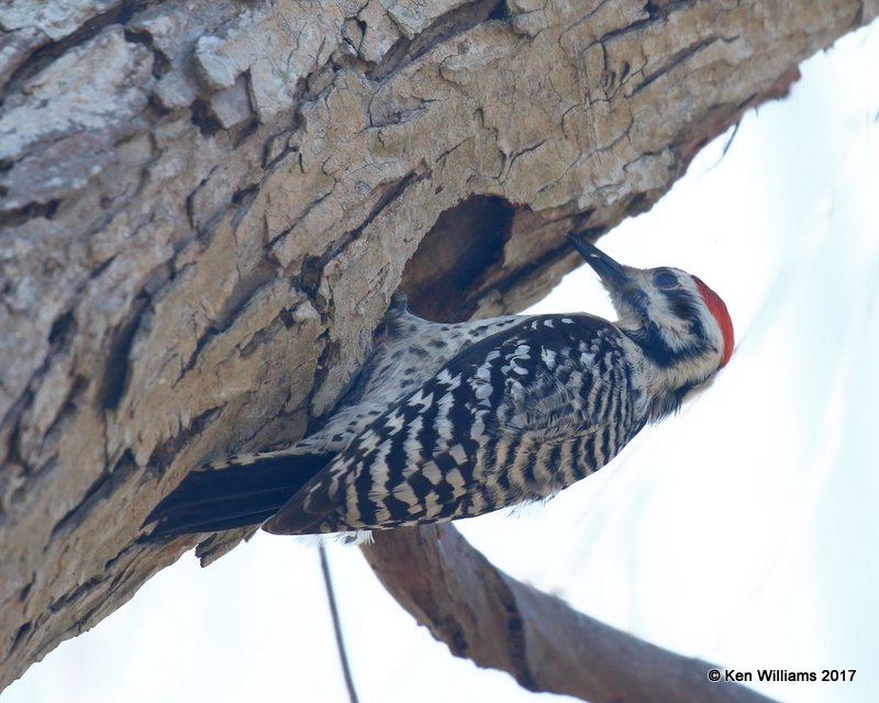 Ladder-backed Woodpecker male, Port Aransas, TX, 02_11_2017, Rp_24266.jpg