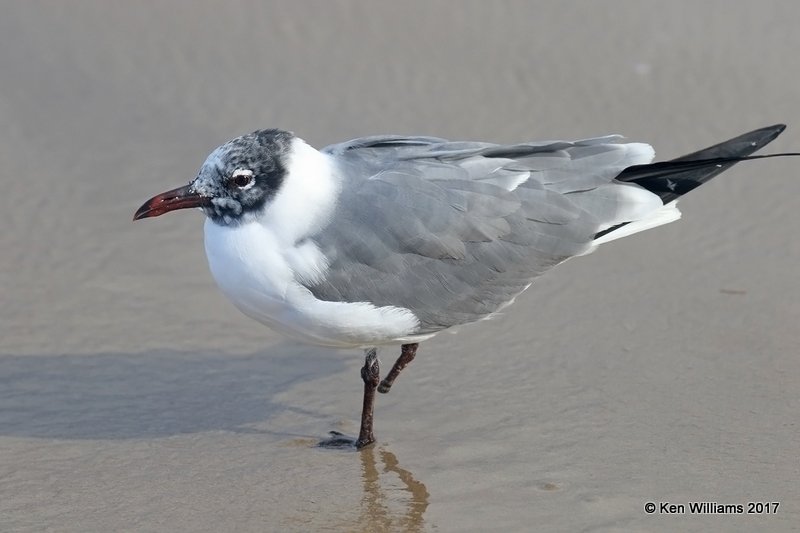 Laughing Gull molting to breeding plumage with one foot, S. Padre Is, TX, 2-20-17, Rcp_31443.jpg