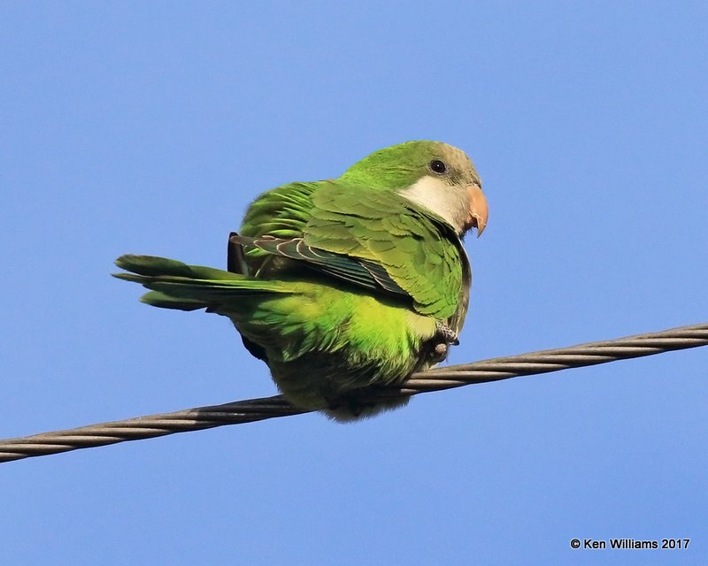 Monk Parakeet, Hidalgo, TX, 02_13_2017, Rcp_27691.jpg