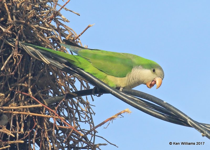 Monk Parakeet, Hidalgo, TX, 02_13_2017, Rcp_27754.jpg