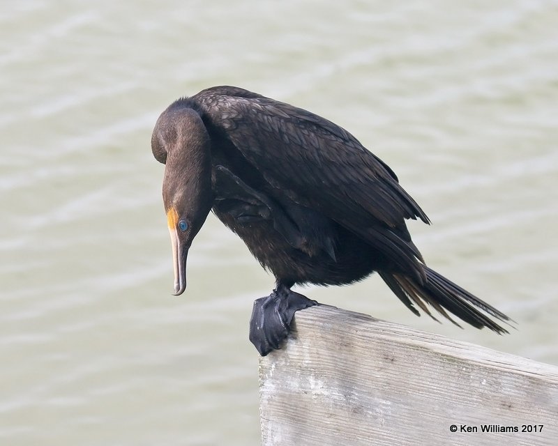 Neotropic Cormorant, Port Aransas, TX, 02_11_2017, Rcp_24157.jpg