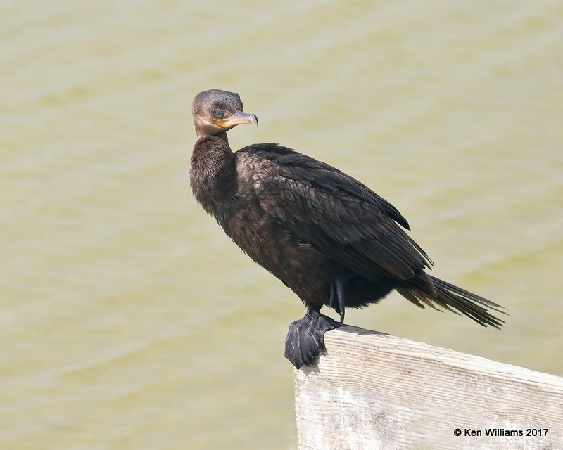 Neotropic Cormorant, Port Aransas, TX, 02_11_2017, Rcp_24168.jpg