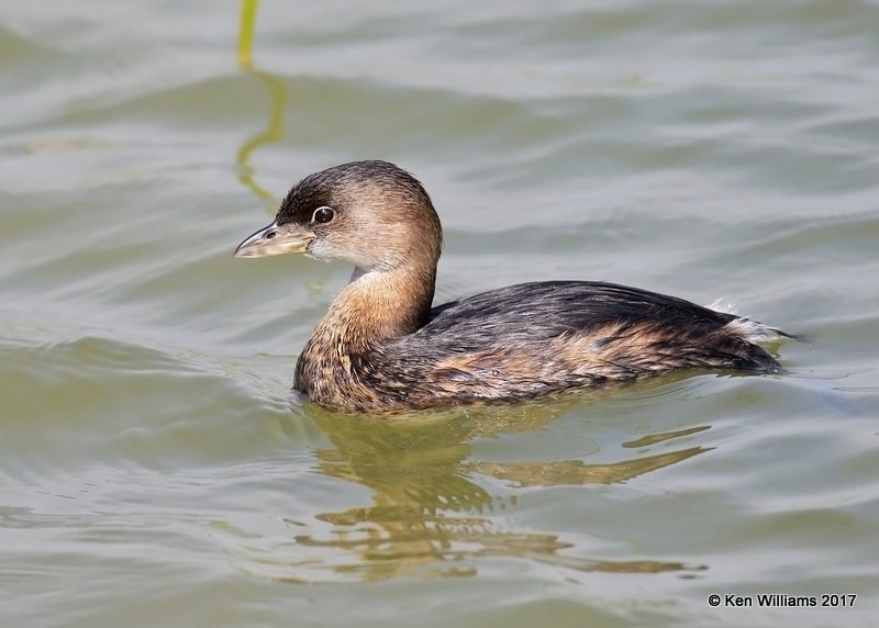 Pied-billed Grebe, Port Aransas, TX, 02_11_2017, Rcp_24075.jpg