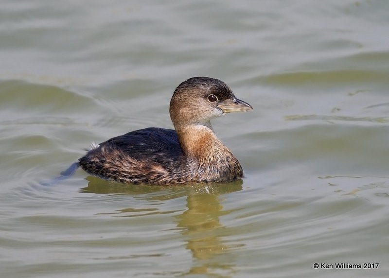 Pied-billed Grebe, Port Aransas, TX, 02_11_2017, Rcp_24080.jpg