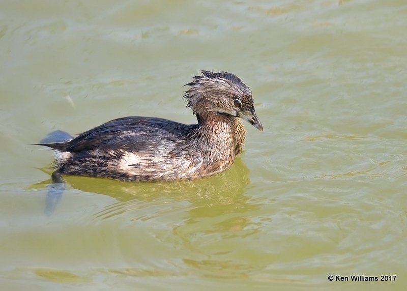 Pied-billed Grebe, Port Aransas, TX, 02_11_2017, Rcp_24100.jpg