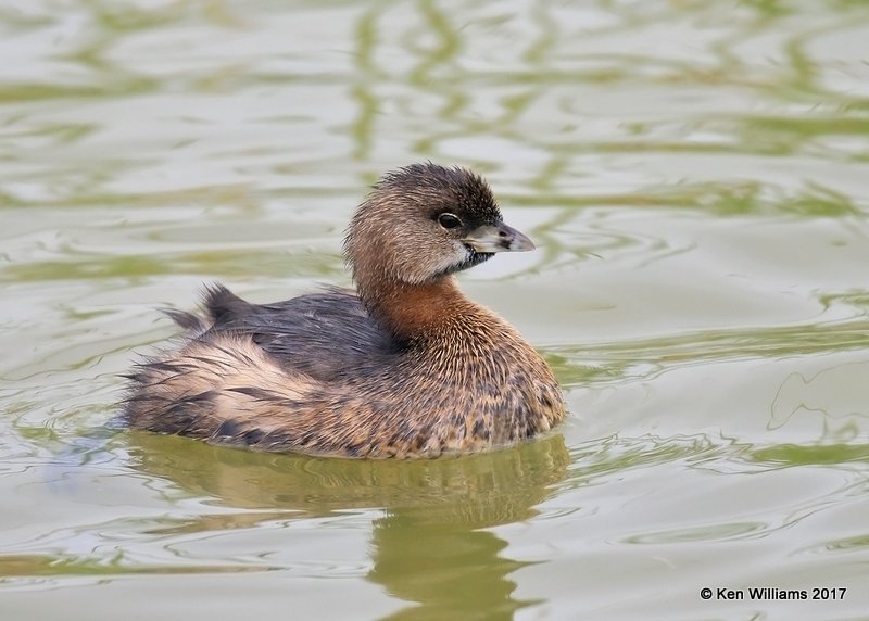 Pied-billed Grebe, Port Aransas, TX, 02_11_2017, Rcp_24125.jpg