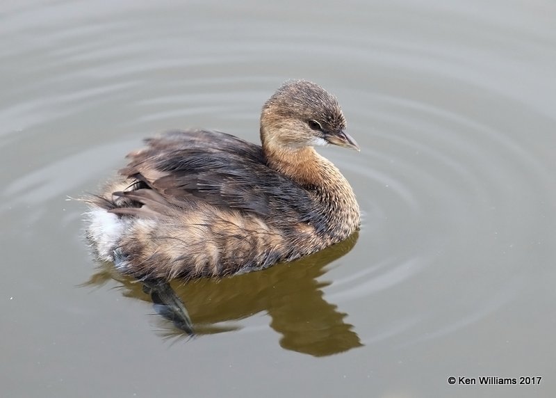 Pied-billed Grebe, S. Padre Is, TX, 2-20-17, Rcp_31335.jpg