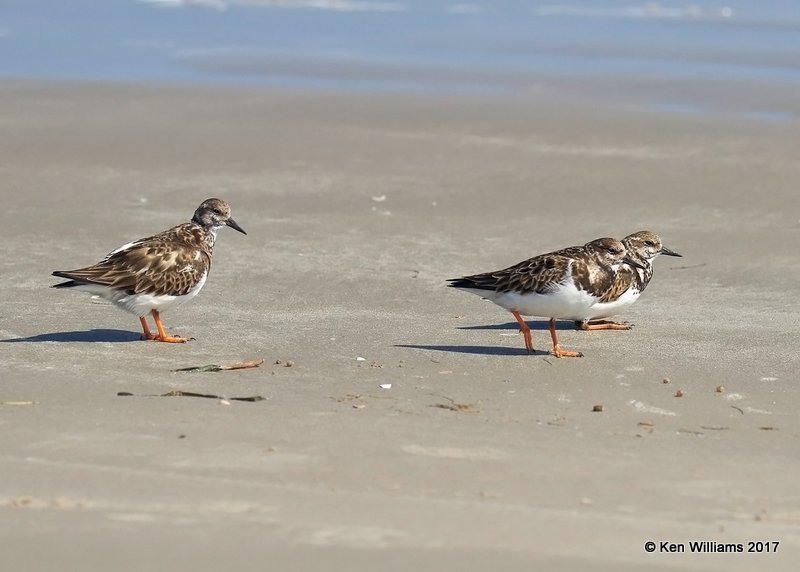 Ruddy Turnstone nonbreeding, Port Aransas, TX, 02_11_2017, Rcp_24599.jpg