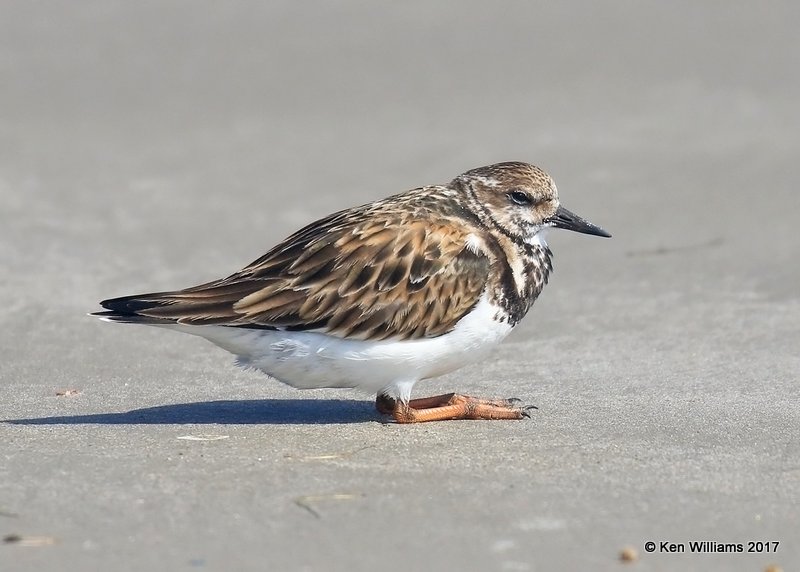 Ruddy Turnstone nonbreeding, Port Aransas, TX, 02_11_2017, Rcp_24606.jpg