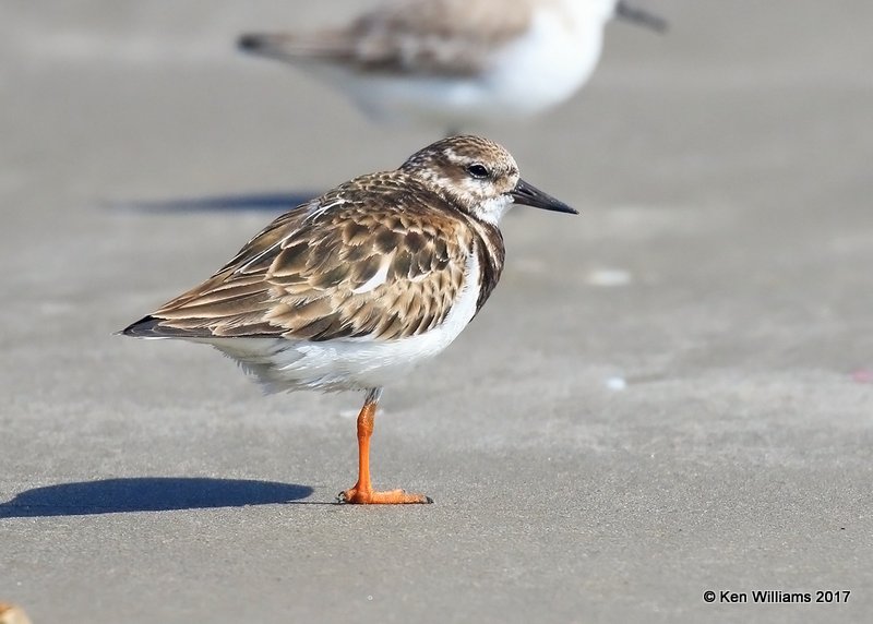 Ruddy Turnstone nonbreeding, Port Aransas, TX, 02_11_2017, Rcp_24611.jpg