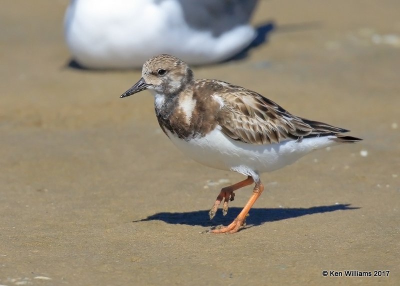 Ruddy Turnstone nonbreeding, S. Padre Is, TX, 2-21-17, Rcp_32287.jpg
