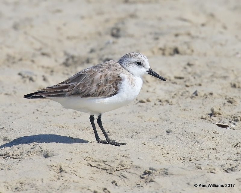 Sanderling nonbreeding, Port Aransas, TX, 02_11_2017, Rcp_24401.jpg