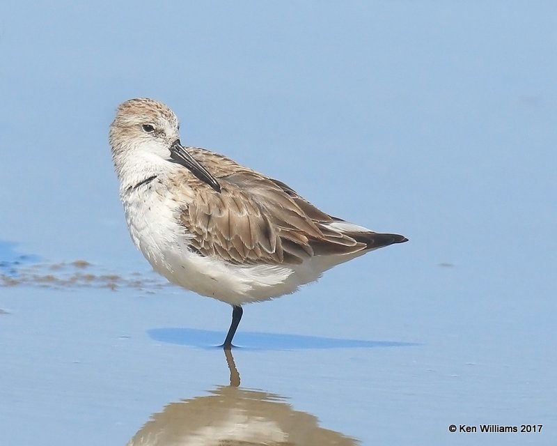 Semipalmated Sandpiper nonbreeding, S. Padre Is, TX, 2-21-17, Rcp_32236.jpg