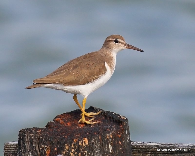 Spotted Sandpiper nonbreeding, Goose Island, TX, 02_10_2017, Rcp_23523.jpg
