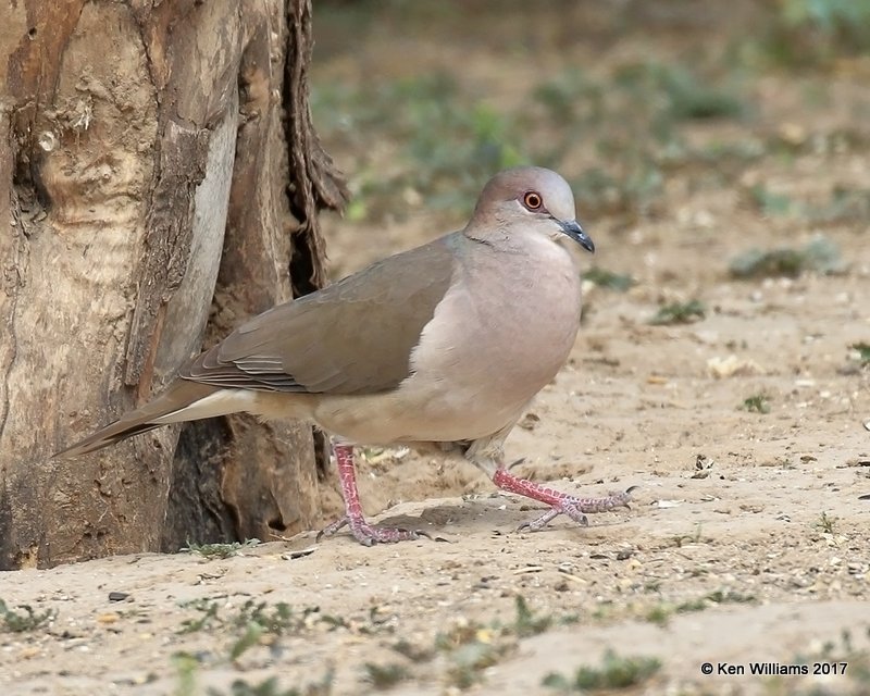 White-tipped Dove, Salineno, TX, 02_16_2017, Rcp_29658.jpg