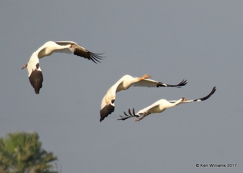 Whooping Crane, Aransas NWR, TX, 02_10_2017, Rcp_23573.jpg