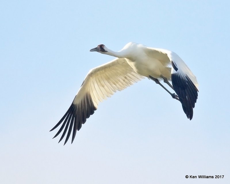 Whooping Crane, Aransas NWR, TX, 02_10_2017, Rcp_23594.jpg