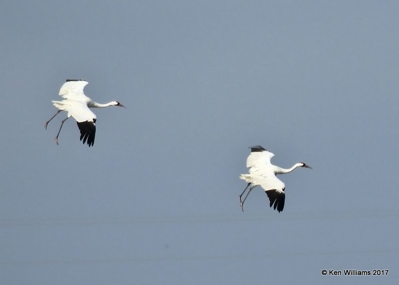 Whooping Crane, Aransas NWR, TX, 02_10_2017, Rtp_23556.jpg