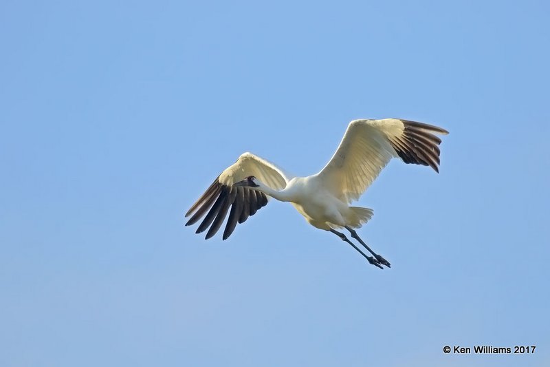 Whooping Crane, Aransas NWR, TX, 02_10_2017, Rtp_23595.jpg