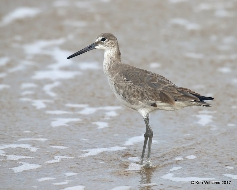 Willet nonbreeding, S. Padre Is, TX, 2-20-17, Rcp_31396.jpg