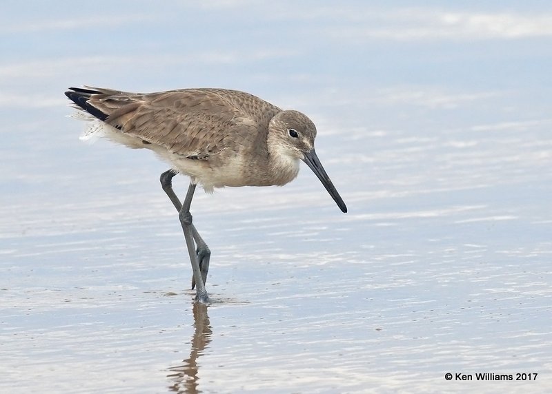 Willet nonbreeding, S. Padre Is, TX, 2-20-17, Rcp_31426.jpg