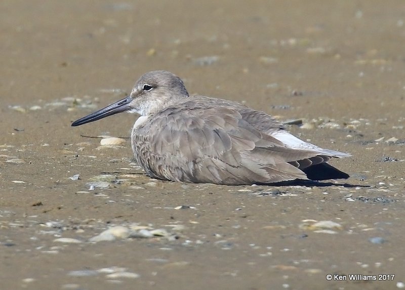 Willet nonbreeding, S. Padre Is, TX, 2-21-17, Rcp_32244.jpg
