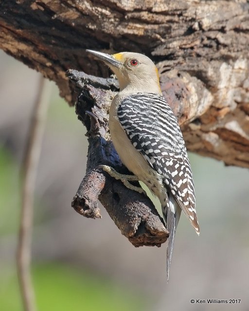 Golden-fronted Woodpecker female, Salineno, TX, 02_16_2017, Rp_29554.jpg