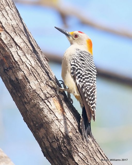 Golden-fronted Woodpecker male, Salineno, TX, 02_15_2017, Rp_28920.jpg