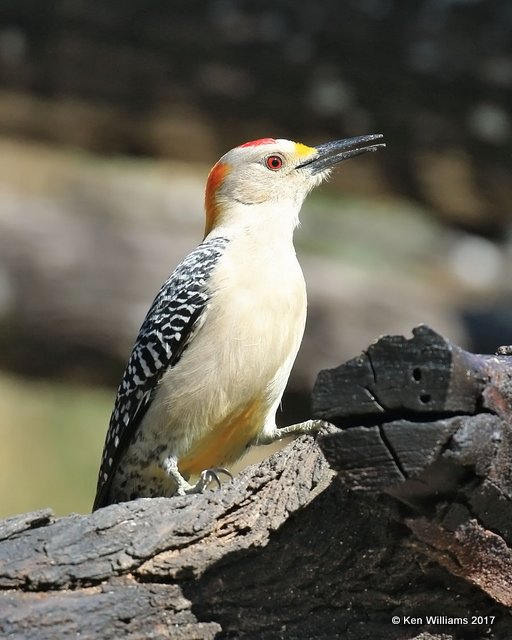 Golden-fronted Woodpecker male, Salineno, TX, 02_15_2017, Rp_29034.jpg