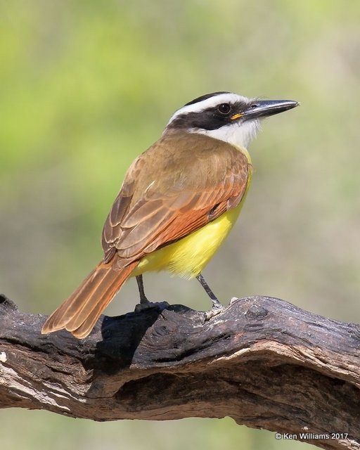 Great Kiskadee, Salineno, TX, 02_15_2017, Rp_28971.jpg