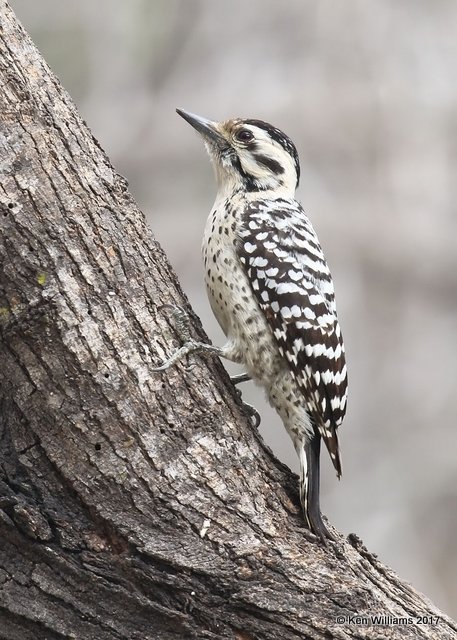 Ladder-backed Woodpecker female, Salineno, TX, 02_16_2017, Rp_29599.jpg