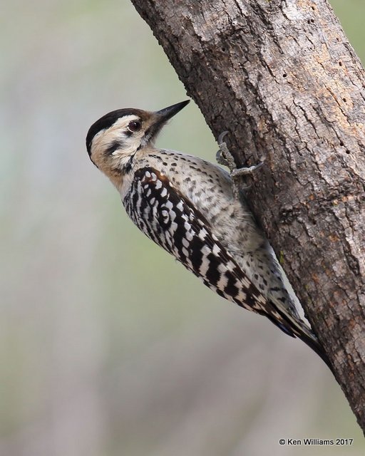 Ladder-backed Woodpecker female, Salineno, TX, 02_16_2017, Rp_29662.jpg
